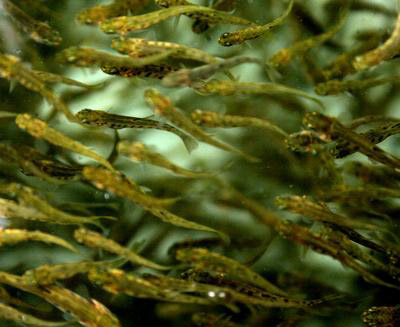 Trout Fry